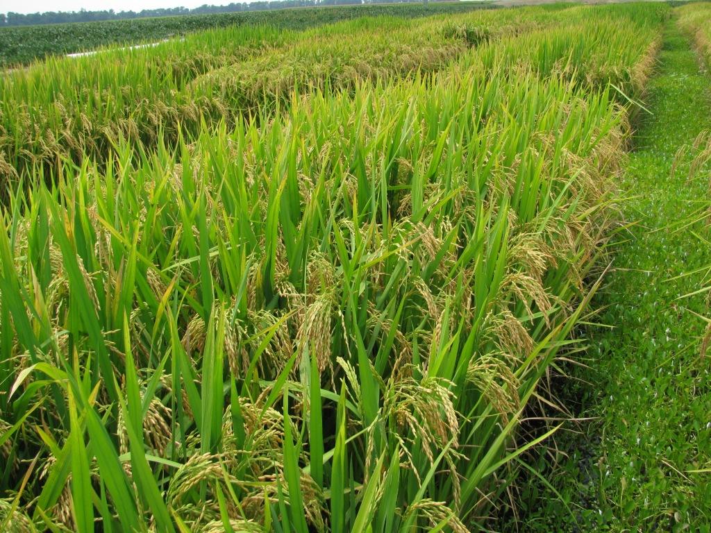 Arkansas Rice Make Me Hungry