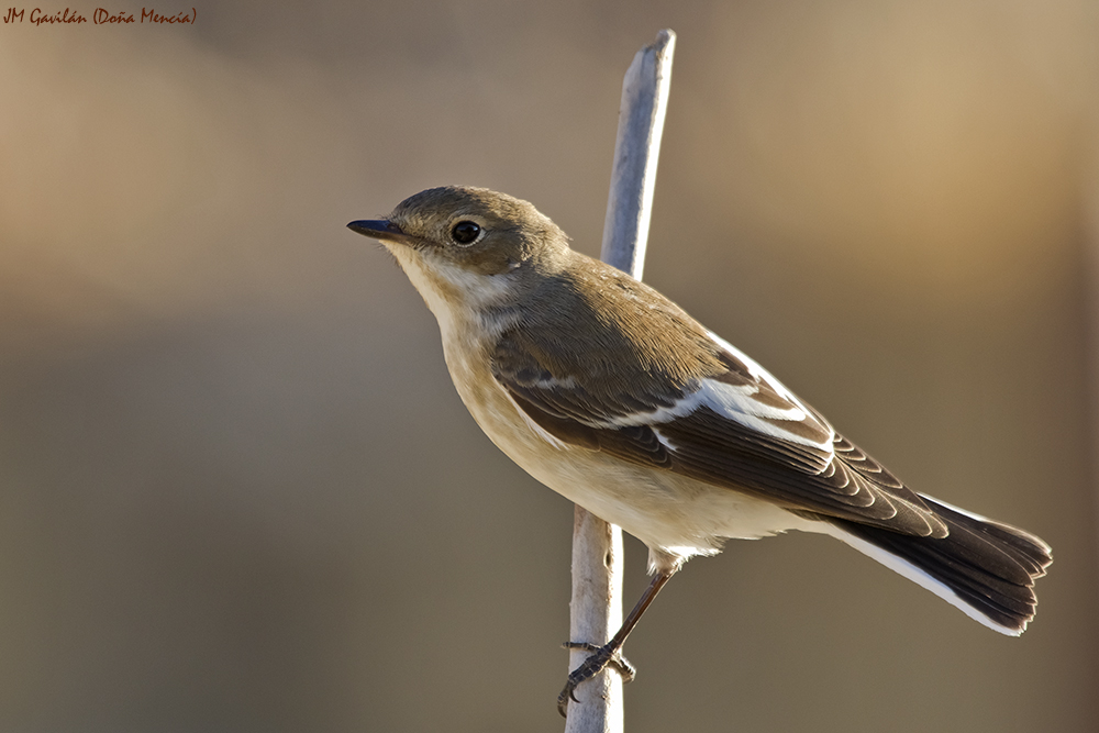 Fotografía de Naturaleza - JM Gavilán: Papamoscas cerrojillo (Ficedula ...