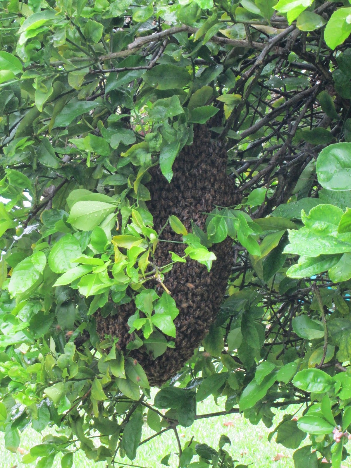 Garden Notes from Hawaii A TALE OF TWO LEMON TREES (Citrus x meyeri) (Citrus jambhiri)