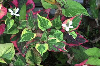 ドクダミ／ジュウヤク