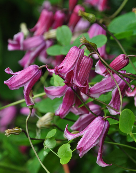 Three Dogs in a Garden Clematis What's new + Planting, Support & Pruning