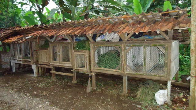View Cara Membuat Kandang Kelinci Di Tanah PNG | Blog Garuda Cyber