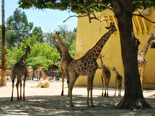 giraffes and elephants in zoo