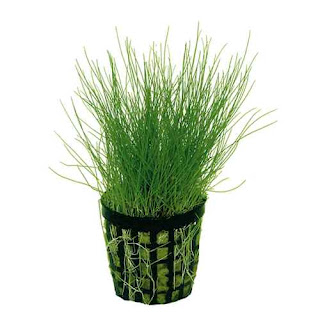 Tanaman Aquascape Hair Grass Mini