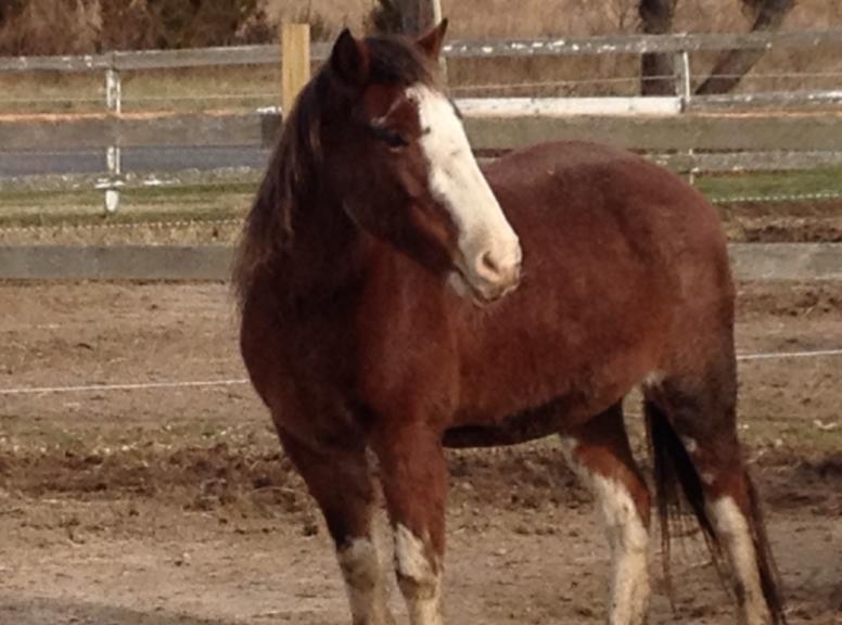 Me Sir His Legacy National Day Of The Horse Nationaldayofthehorse