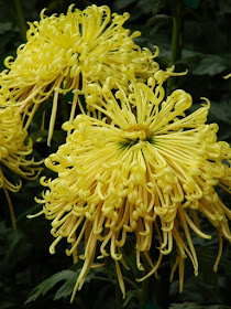 Yellow spider mums at Allan Gardens Conservatory 2015 Chrysanthemum Show by garden muses-not another Toronto gardening blog