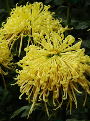Yellow spider mums at Allan Gardens Conservatory 2015 Chrysanthemum Show by garden muses-not another Toronto gardening blog Yellow spider mums at Allan Gardens Conservatory 2015 Chrysanthemum Show by garden muses-not another Toronto gardening blog