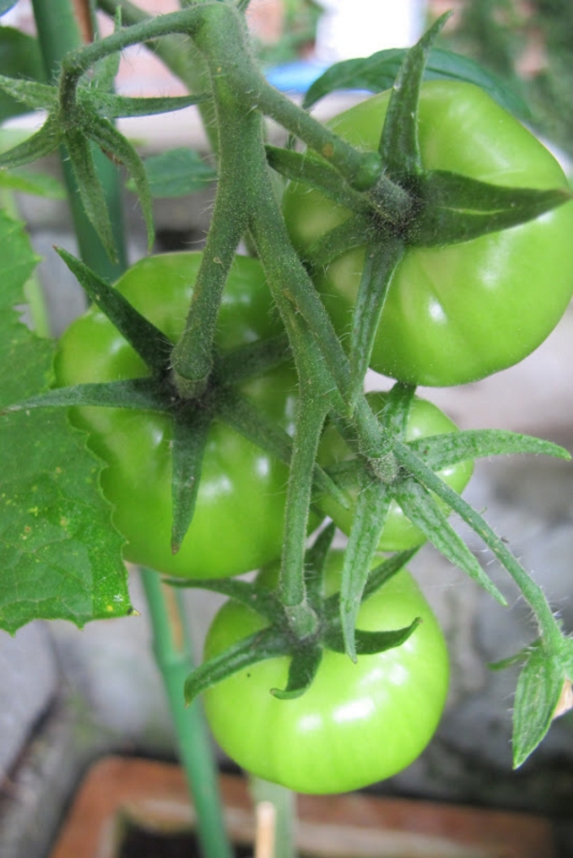 DIY - Tomaten kweken in pot