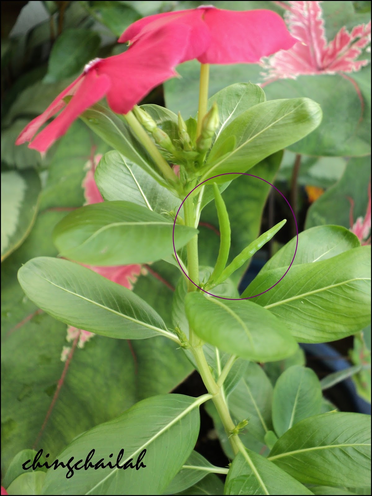 Simple Living In Nancy Growing Rosy Periwinkle Plants In My Garden