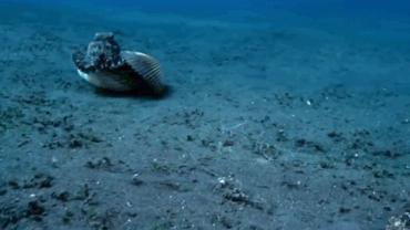 6.gif