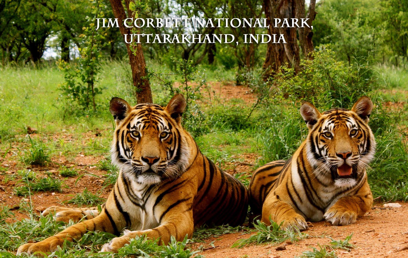 jim corbett national park Planning an enthralling visit to jim corbett national park here is what you should know about all the things to do and other details within the park. jim corbett national park Planning an enthralling visit to jim corbett national park here is what you should know about all the things to do and other details within the park.