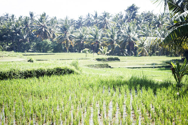 arrozales Ubud, Bali