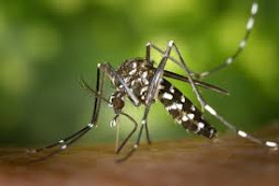 Terkait Virus Zika, Dinkes Papua Tunggu Petunjuk dari Kemenkes