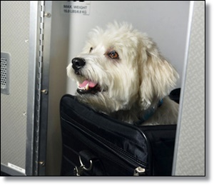 The Pet Tree House Where Pets Are Family Too American Airlines