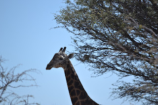 Día 16: Daytrip Khama Rhino Sanctuary. Ruta a Mokopane (Sudafrica) - Botswana y Cataratas Victoria. Viaje por libre de 19 dias (12)