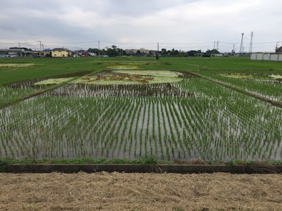 こしがや田んぼアート2015食戟のソーマ（6/21の様子）