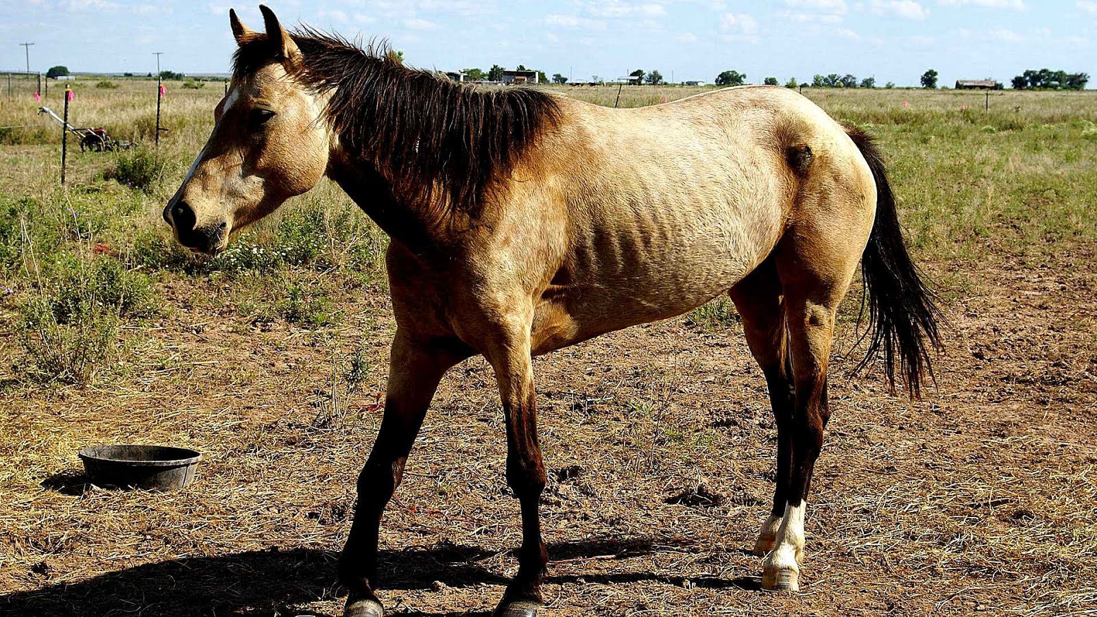 Coughing In Horses Horse Choices