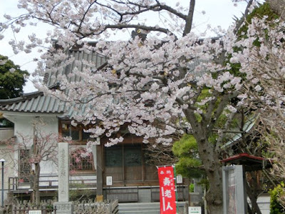 妙隆寺の桜