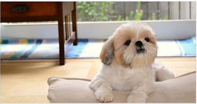 3 Considerações para escolher a cama certa para o seu shih tzu