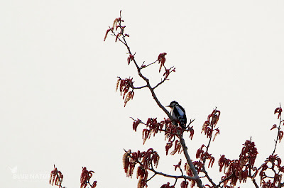 Pico picapinos - Great spotted woodpecker - Dendrocopos major Macho adulto buscando un lugar par tamborilear.