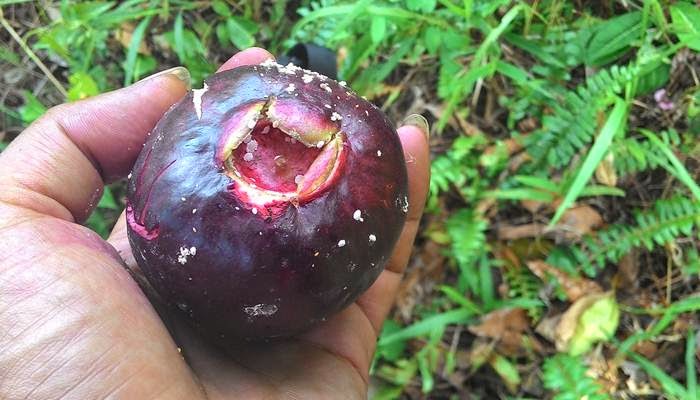 Adakah Yang Tahu Nama Dari Jenis Jambu Merah ini?