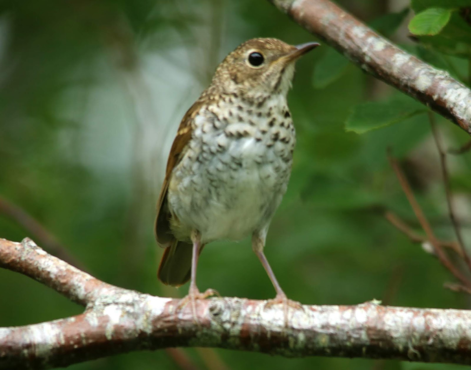 Here and There: Day 181- 10th August 2018 - Hermit Thrush, Red Breasted
