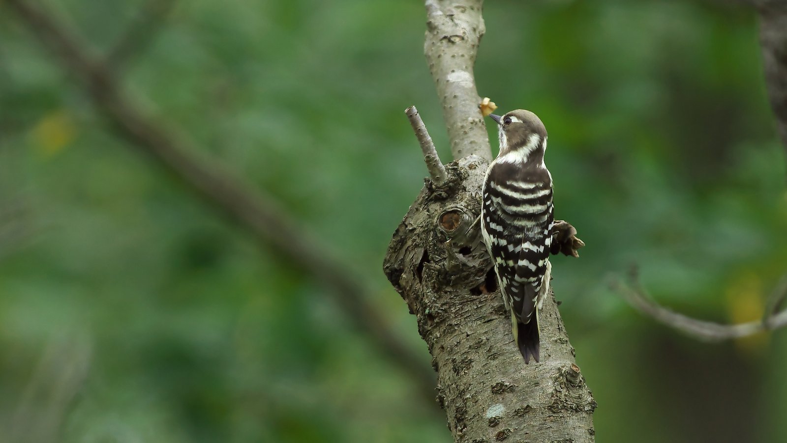 ツバル:気候変動で国が消滅する可能性も