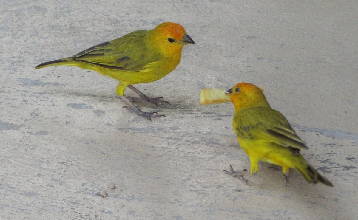 Hiking Curaçao Flora and Fauna Saffron Finch and French Fries