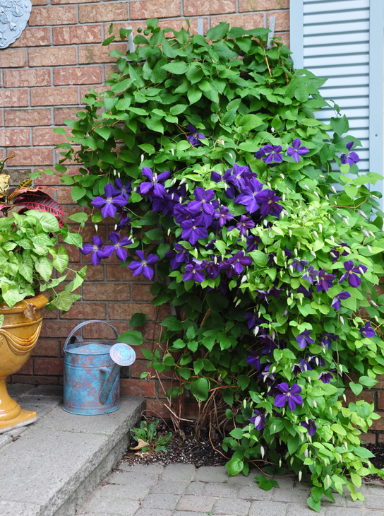 Three Dogs in a Garden Clematis What's new + Planting, Support & Pruning