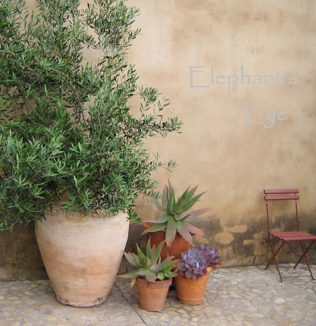 Potted olive tree at Mont Pellier 2008