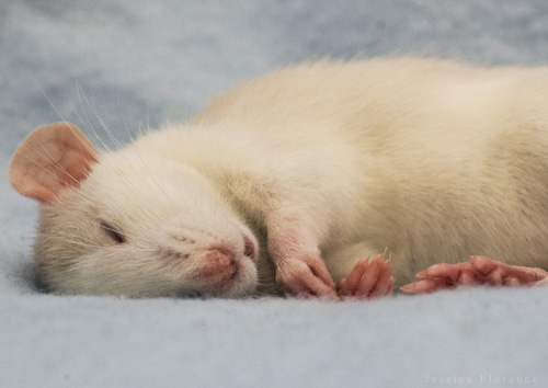 Imagenes de ratas blancas