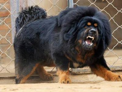 Tibetan Mastiff, Biggest Dog Breed, Mastiff Dogs Breed, Do Khyi,