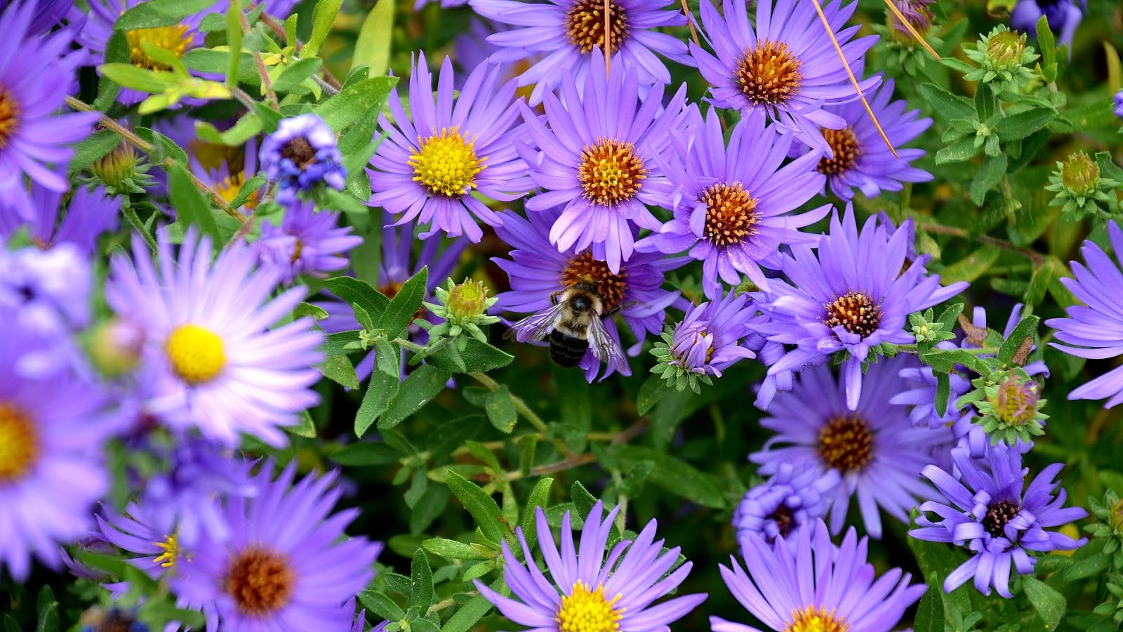 Endangered plants of Europe Danger Choices