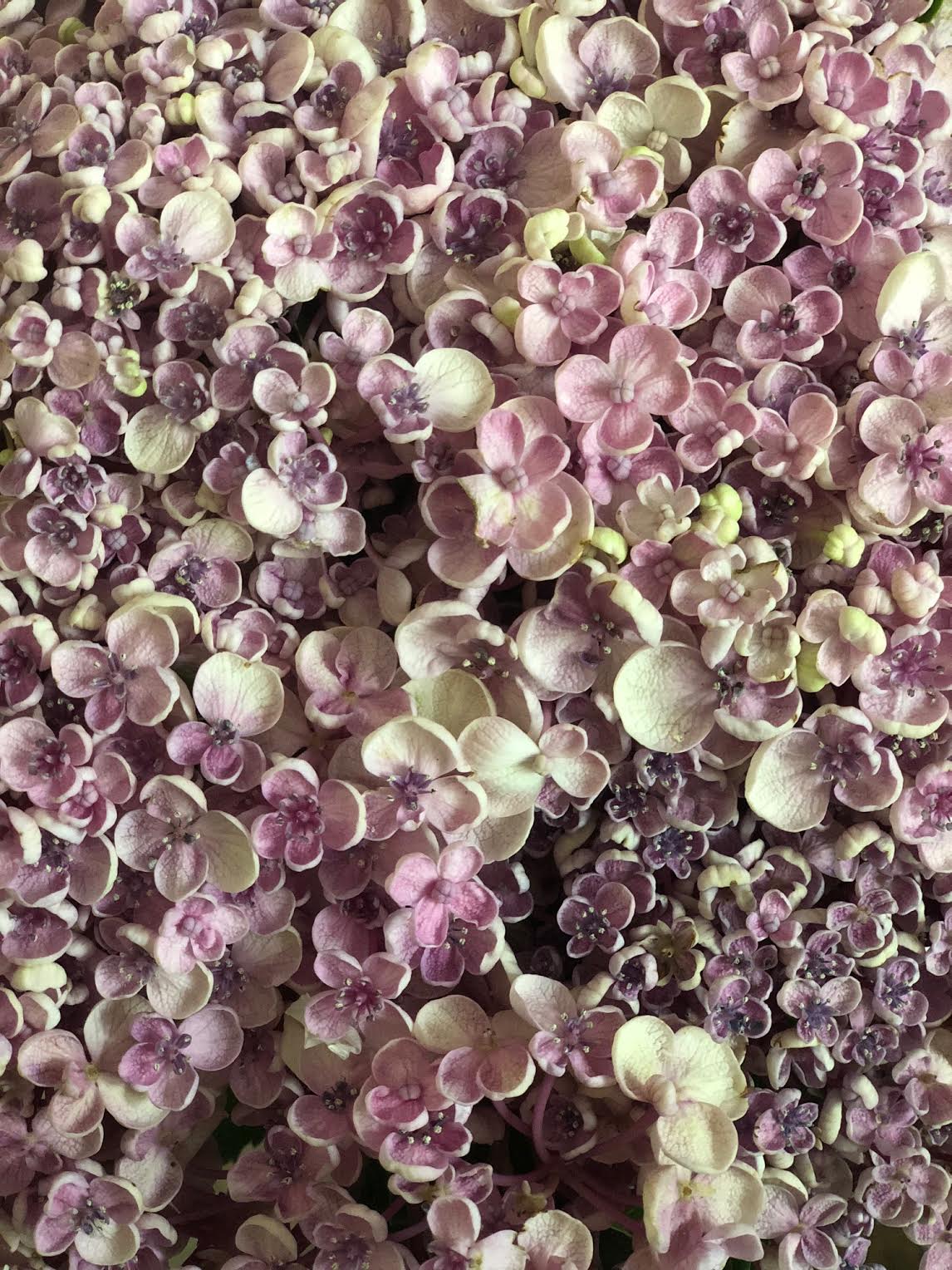 Three Dogs In A Garden Hydrangeas Care Basics Old New Varieties