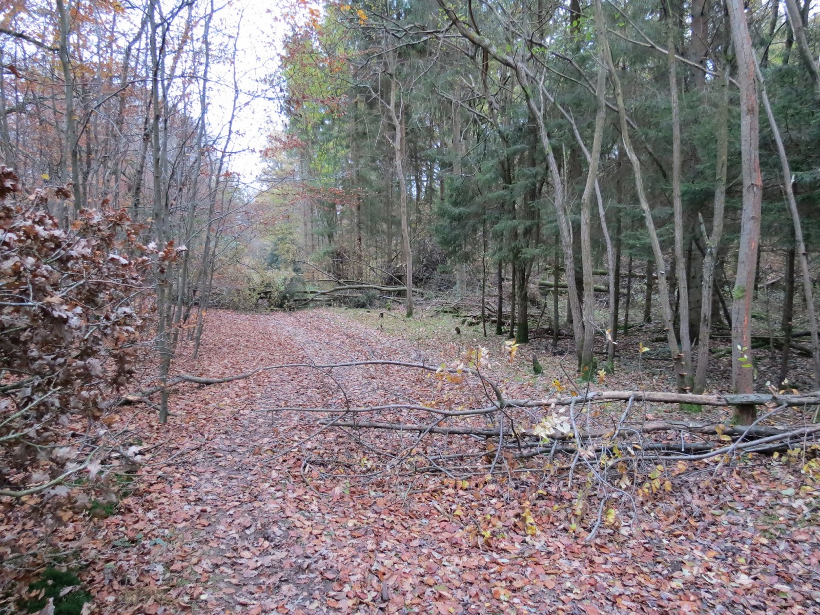 BIRDING AMERSHAM Penn Wood and the BRAMBLINGS