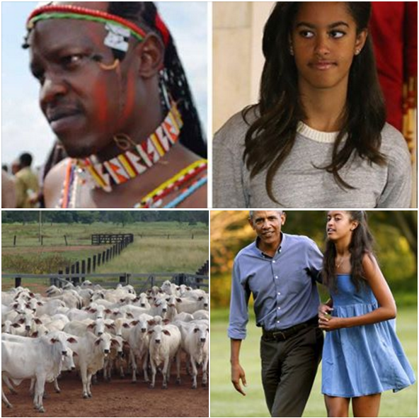 ÙØªÙØ¬Ø© Ø¨Ø­Ø« Ø§ÙØµÙØ± Ø¹Ù âªThe daughter of Obama is 500 cowsâ¬â