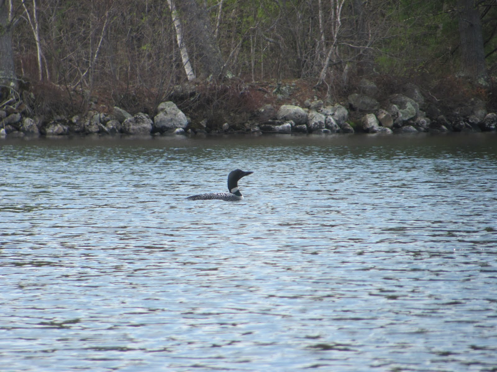 Recreational Kayaking in Maine: North Windham, Maine: Little Sebago Lake