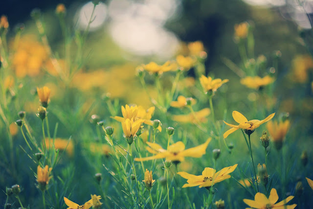 Sassafras Summer In The Garden Nature Photography sassafras-summer-in-the-garden-nature-photography
