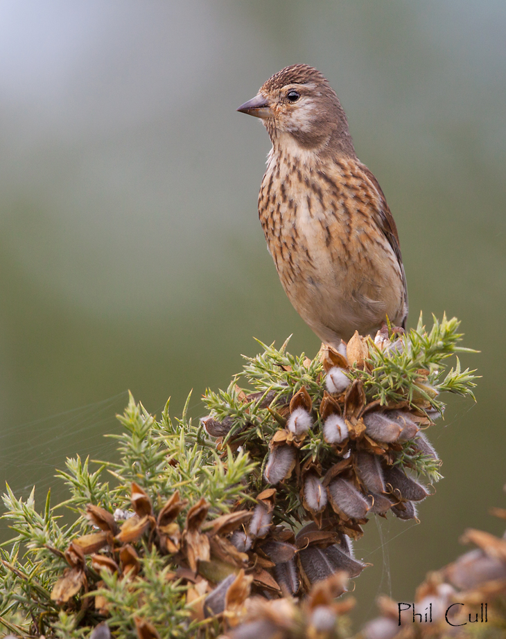 Phil Cull Wildlife Photography February 2016 Female Cotswolds UK