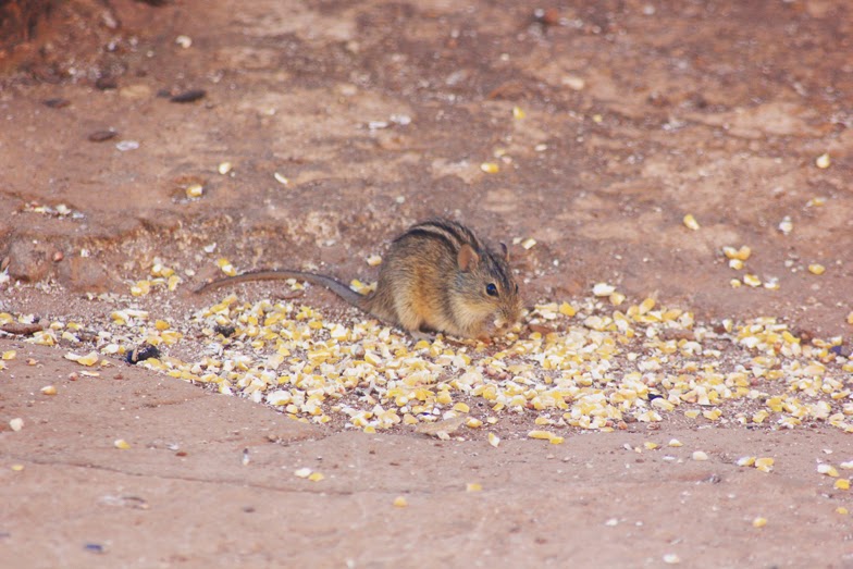 Hedgie's Nature Journal Striped Grass Mouse (Rhabdomys pumilio)