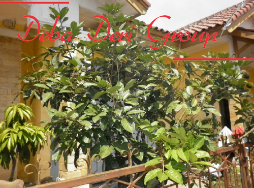 Karat Daun Pokok Rambutan - Cara tanam pokok durian tutorial lengkap.