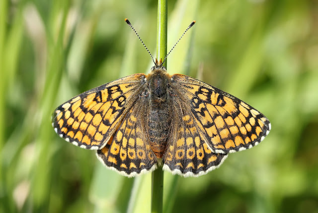 Glanville Fritillary - Isle of Wight Glanville Fritillary - Isle of Wight