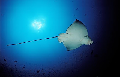 Oman tanti siti di immersione per i sub che scelgono di fare un viaggio qui