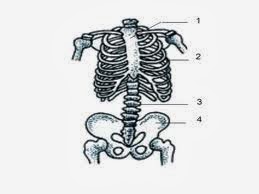 welcome to Karlina Setyani's blog: Soal gambar Rangka Manusia