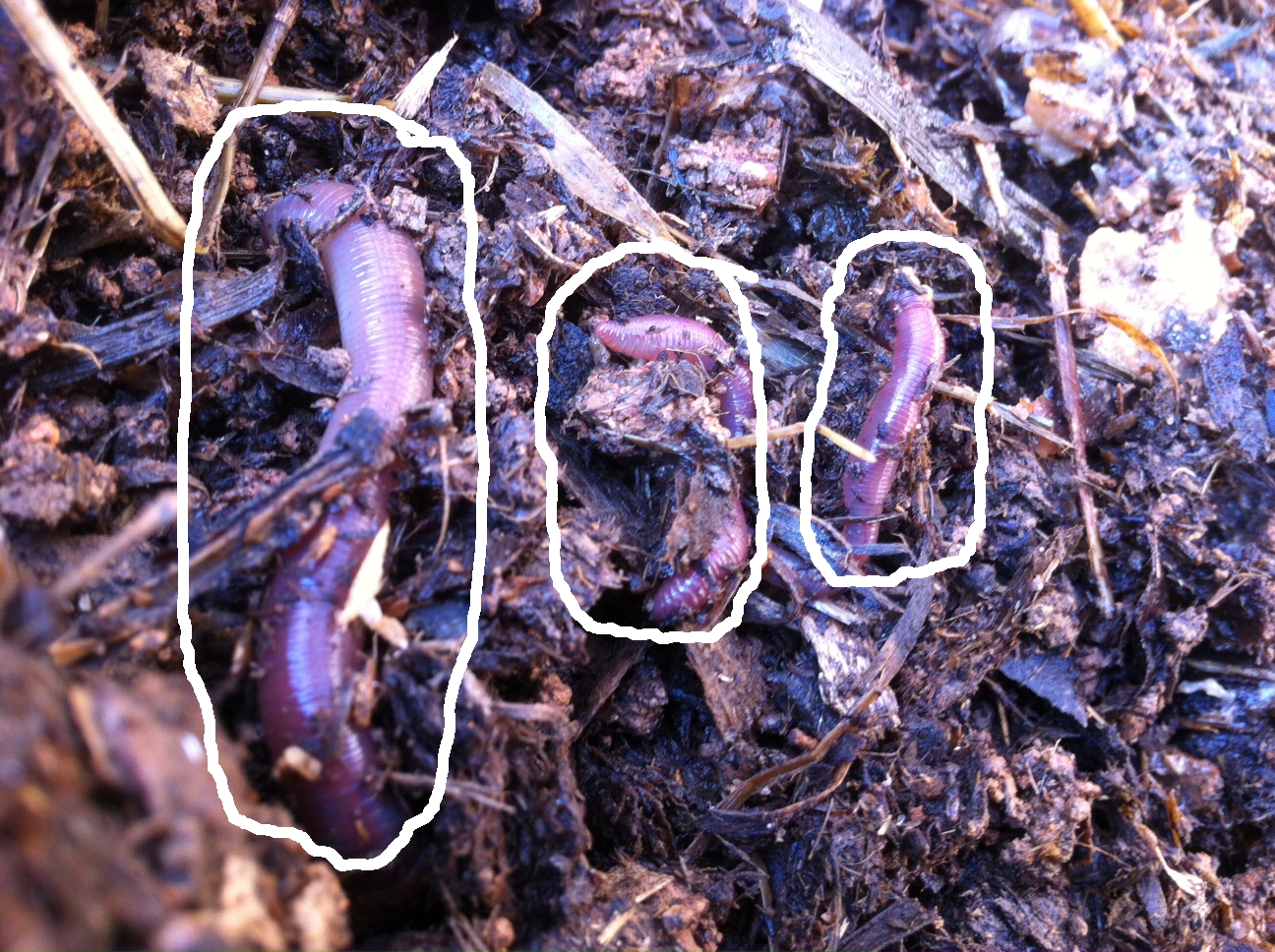 Jessie's Art: Cupcakes and Compost