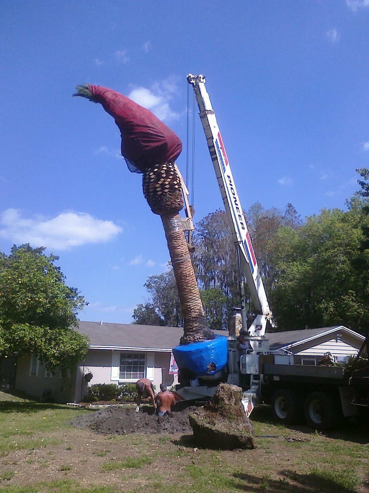 Discount professional tree removal