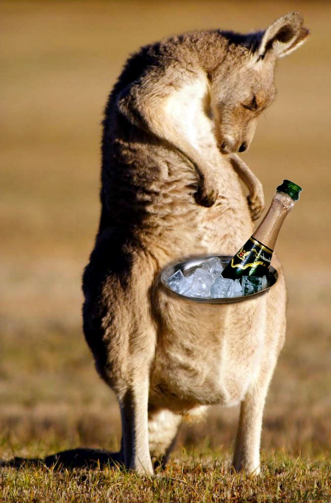 pictures-of-funny-kangaroo-826.jpg