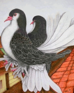 Merpati hias, teknik kering pensil warna Gambar Merpati hias, teknik kering pensil warna sebagai Cara Sketsa Flora dan Fauna Dengan Mudah