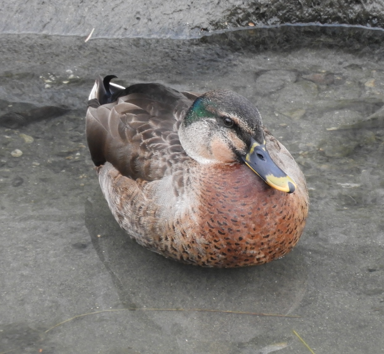 あゆちんの野鳥ブログ２ 交雑カモ３種類 鳥の家wなど ３月１日撮影
