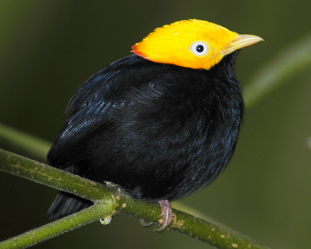 Birds of the World Goldenheaded manakin